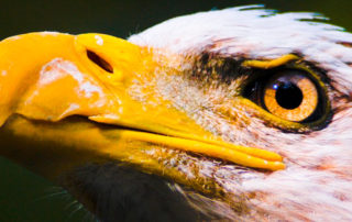 Bird 01 | stuart d. Kaplow, p. A.