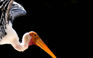 Roll Back Of Endangered Species Habitat Regulation By Rescinding The Definition Of “Harm” 10 Bird 10 1 | stuart d. Kaplow, p. A.
