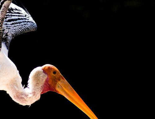 Roll back of endangered species habitat regulation by rescinding the definition of “harm”