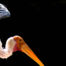 Roll Back Of Endangered Species Habitat Regulation By Rescinding The Definition Of “Harm” 3 Bird 10 1 | stuart d. Kaplow, p. A.