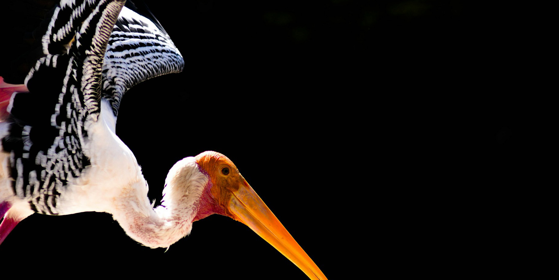 Bird 10 | stuart d. Kaplow, p. A.