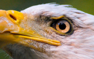 Eagle | stuart d. Kaplow, p. A.