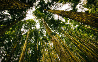 Forest 02 | stuart d. Kaplow, p. A.