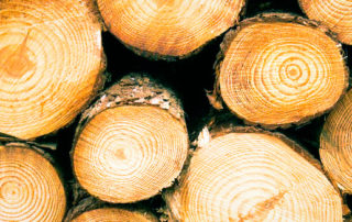 Forestry 2 | stuart d. Kaplow, p. A.