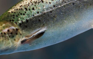 Gmo salmon | stuart d. Kaplow, p. A.