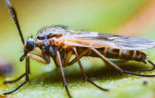 Bti Spraying As A Non Essential Aesthetic Solution To Chesapeake Bay Midges 8 Midge 10 | stuart d. Kaplow, p. A.
