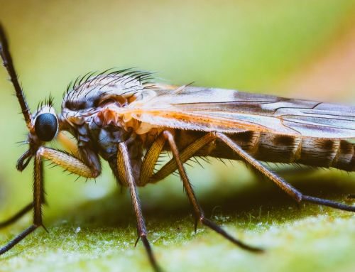 Bti spraying as a non essential aesthetic solution to chesapeake bay midges