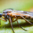 Midge 10 | stuart d. Kaplow, p. A.