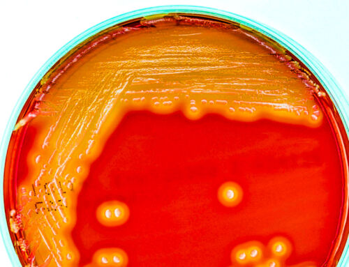 Mold testing in maryland real estate under the new law