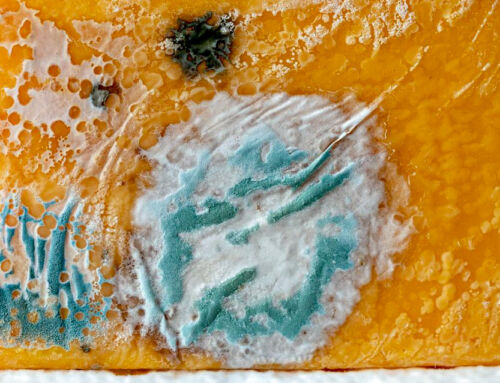 Maryland is about to regulate mold: but is the cart before the horse?