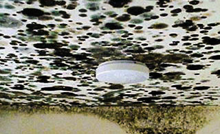 Mold epa e | stuart d. Kaplow, p. A.