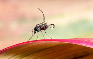 Mosquito 10 | stuart d. Kaplow, p. A.