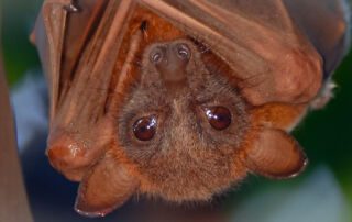 Northern long eared bat 10 | stuart d. Kaplow, p. A.
