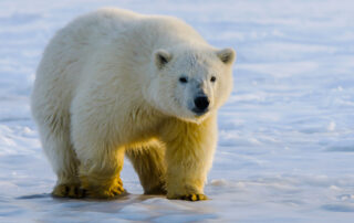 Polar bear 1 | stuart d. Kaplow, p. A.
