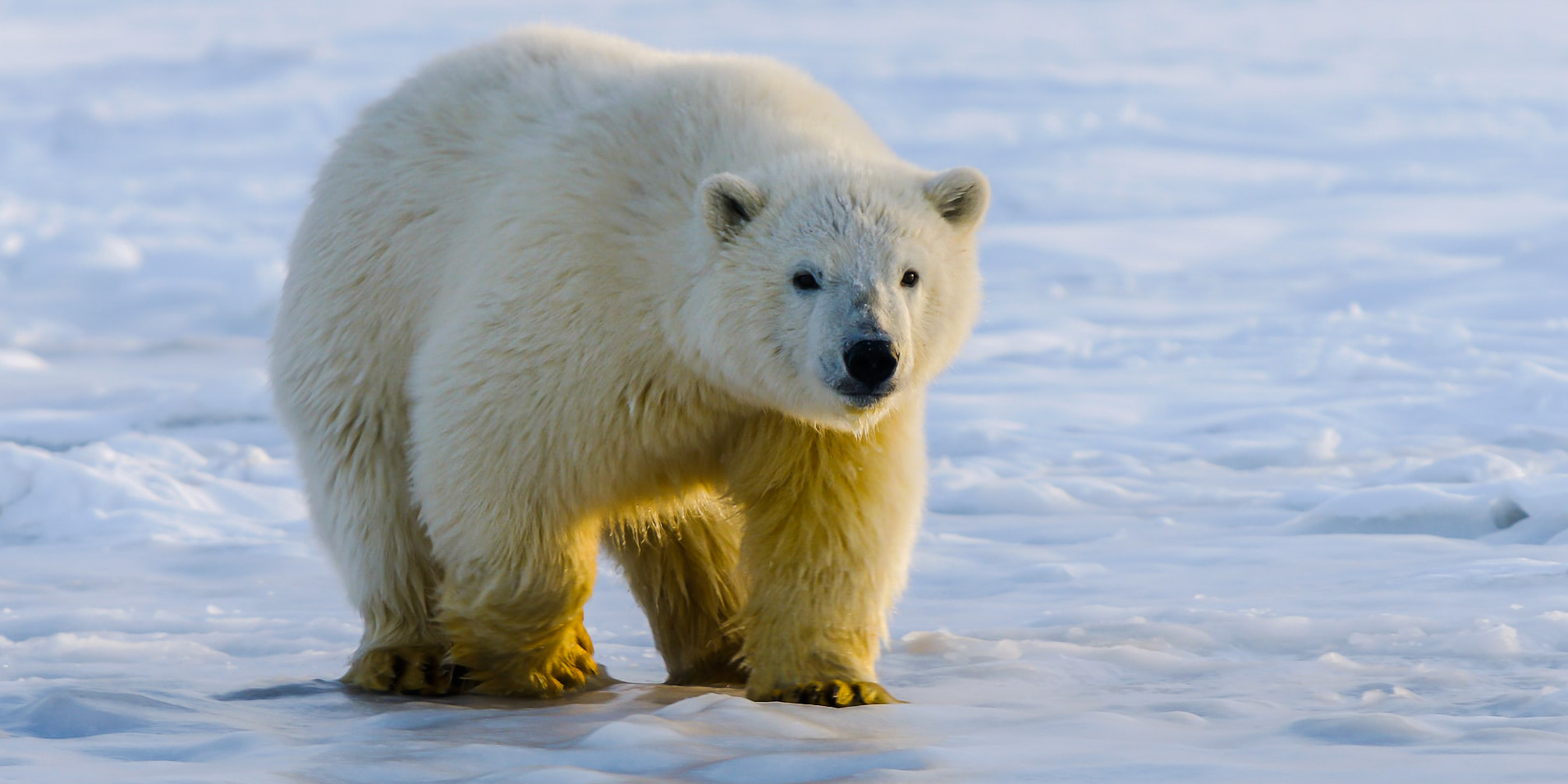 Polar bear 1 | stuart d. Kaplow, p. A.
