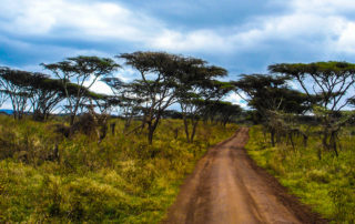 Tree 01 | stuart d. Kaplow, p. A.