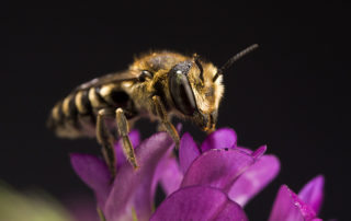 Bee 3 | stuart d. Kaplow, p. A.