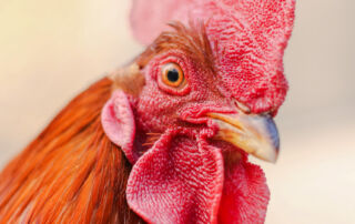 Chicken 10 | stuart d. Kaplow, p. A.