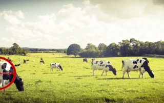 Cows grazing | stuart d. Kaplow, p. A.