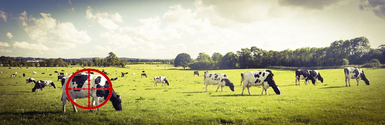 Cows grazing | stuart d. Kaplow, p. A.