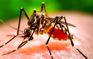 Mosquito cdc | stuart d. Kaplow, p. A.