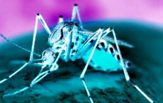 Mosquito cdc dead | stuart d. Kaplow, p. A.