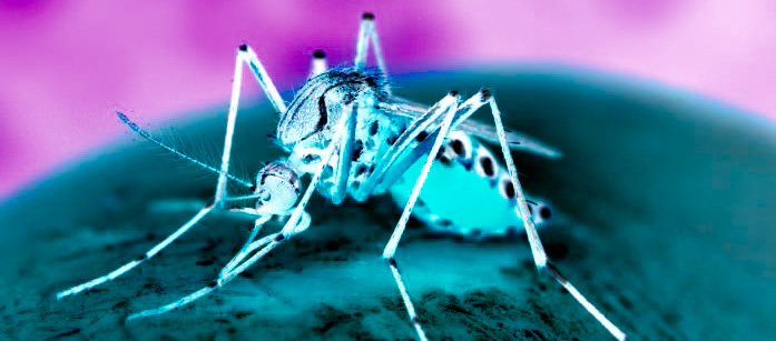 Mosquito cdc dead | stuart d. Kaplow, p. A.