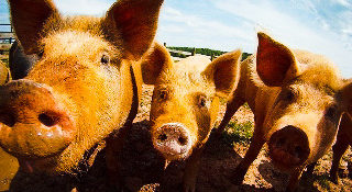 Swine tp | stuart d. Kaplow, p. A.